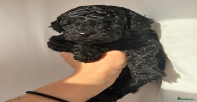 Cavapoo dogs BEAUTIFUL RARE BLACK/BLACK AND TAN CAVAPOOS - Advert 7