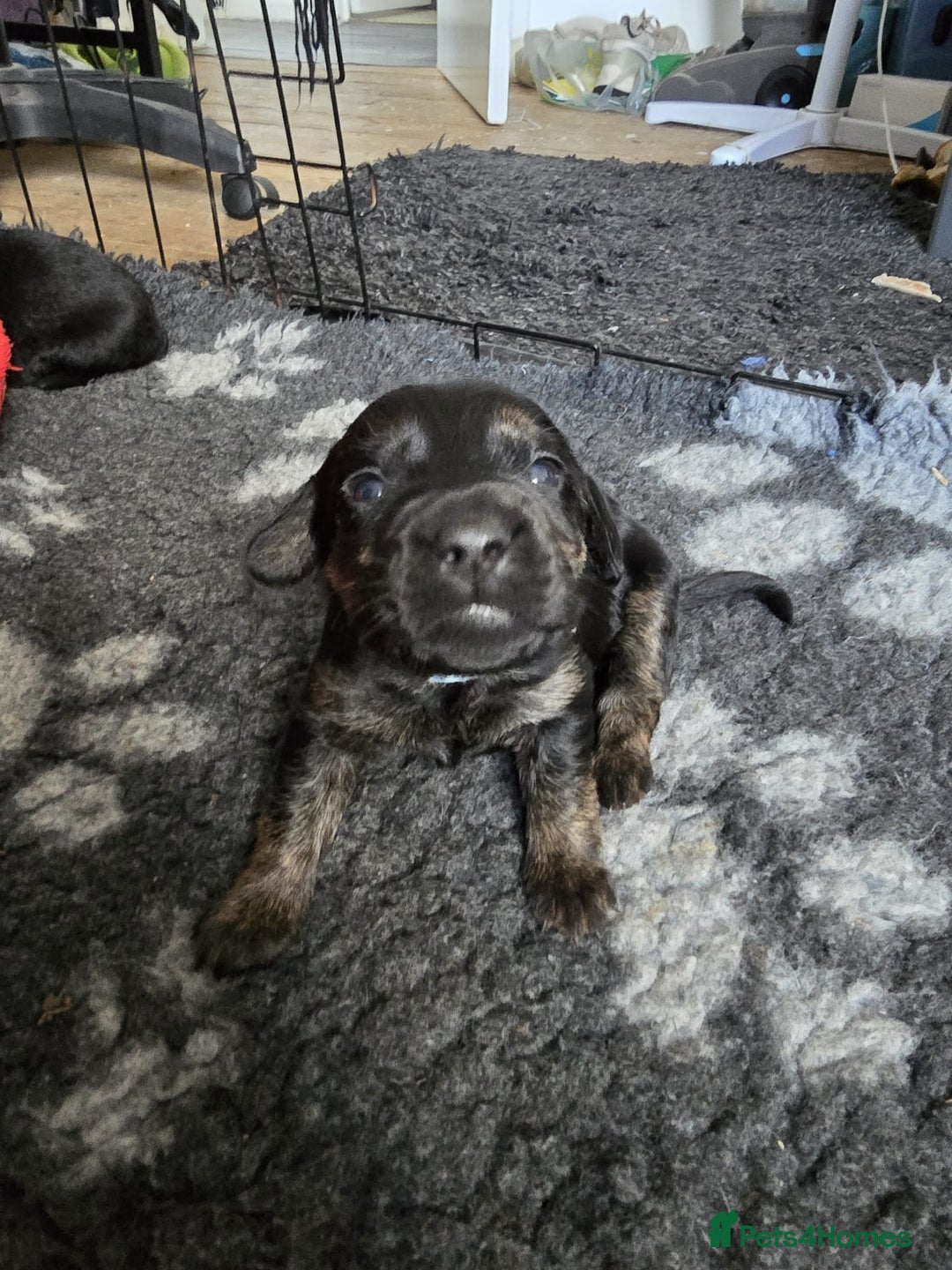 Mixed Breed dogs for sale: 8 Beautiful Puppies Looking for Forever Homes! - Advert 29