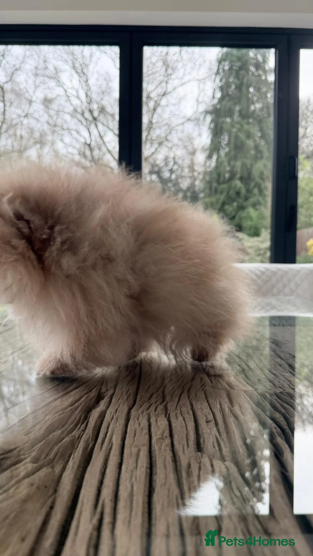 Pomeranian dogs for sale: Stunning Pom Girl for sale - Advert 6