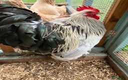 Mixed Breed birds for sale:  2 Cockrals - Image 4
