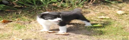 Border Collie dogs for sale: Border Collie Puppies for Sale - Advert 3