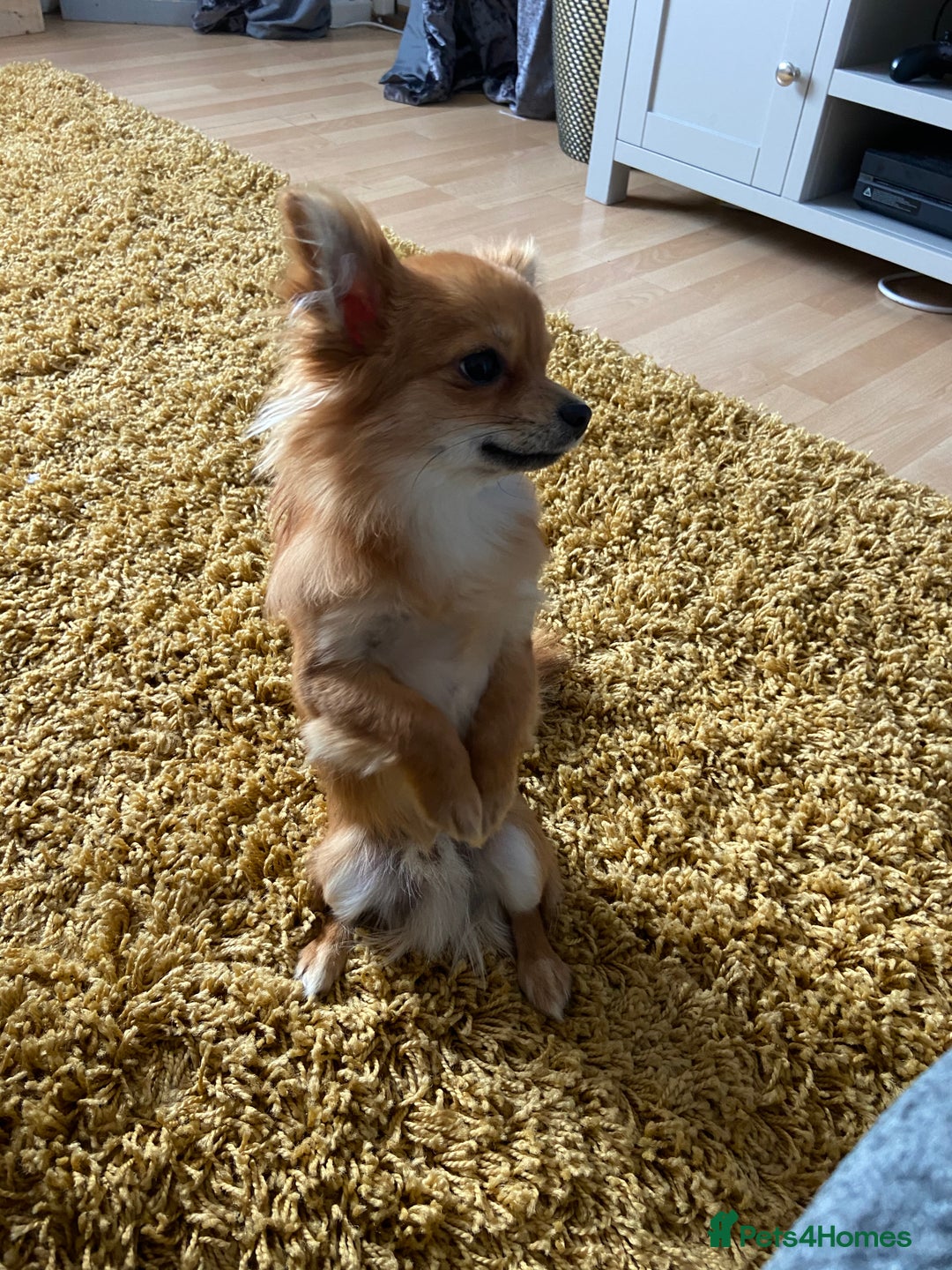 Chihuahua dogs for sale: Long Hair Chihuahua for rehome - Advert 3