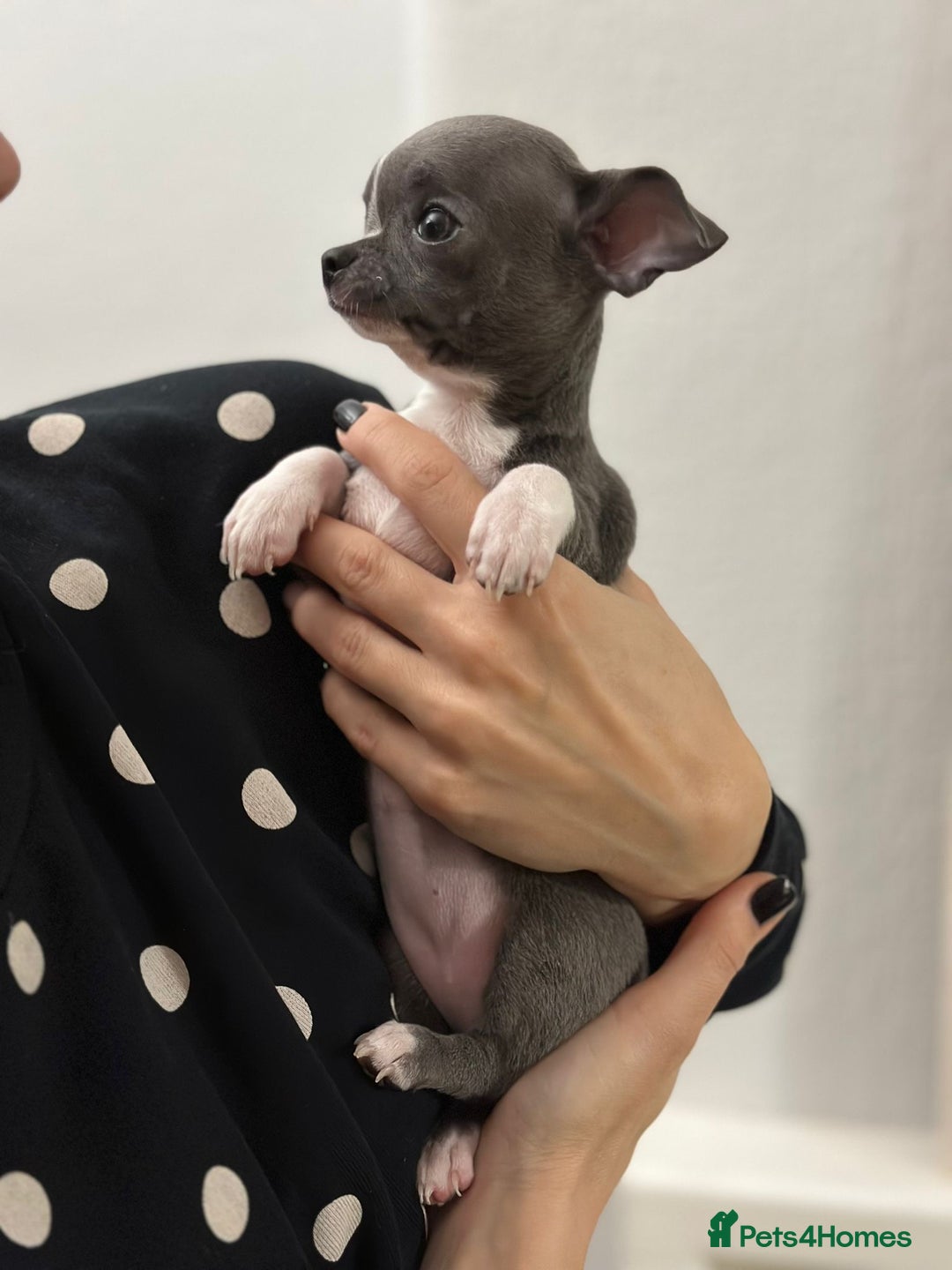 Chihuahua dogs for sale: Pure bred Chihuahua puppies - Image 10