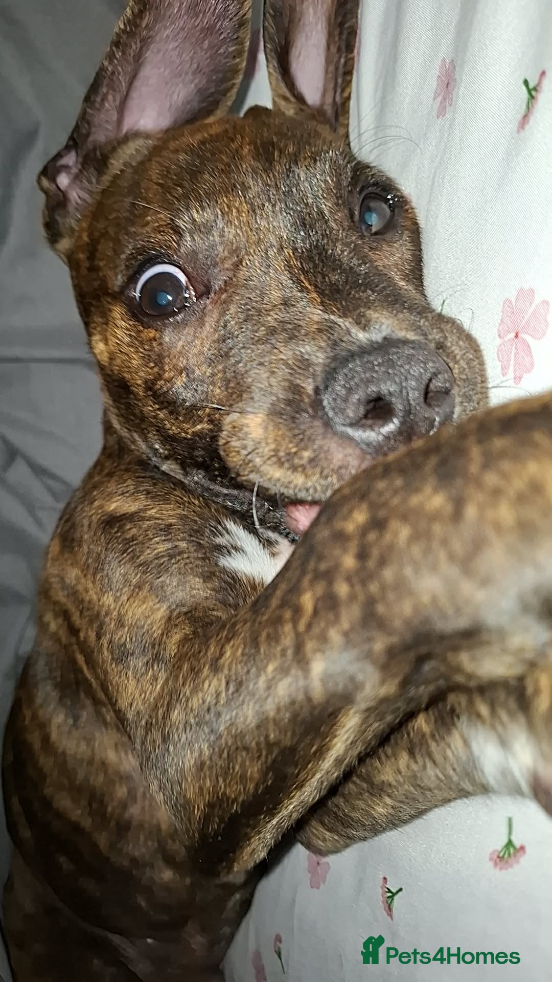 Mixed Breed dogs Staffy cross boxer for sale  - Advert 1