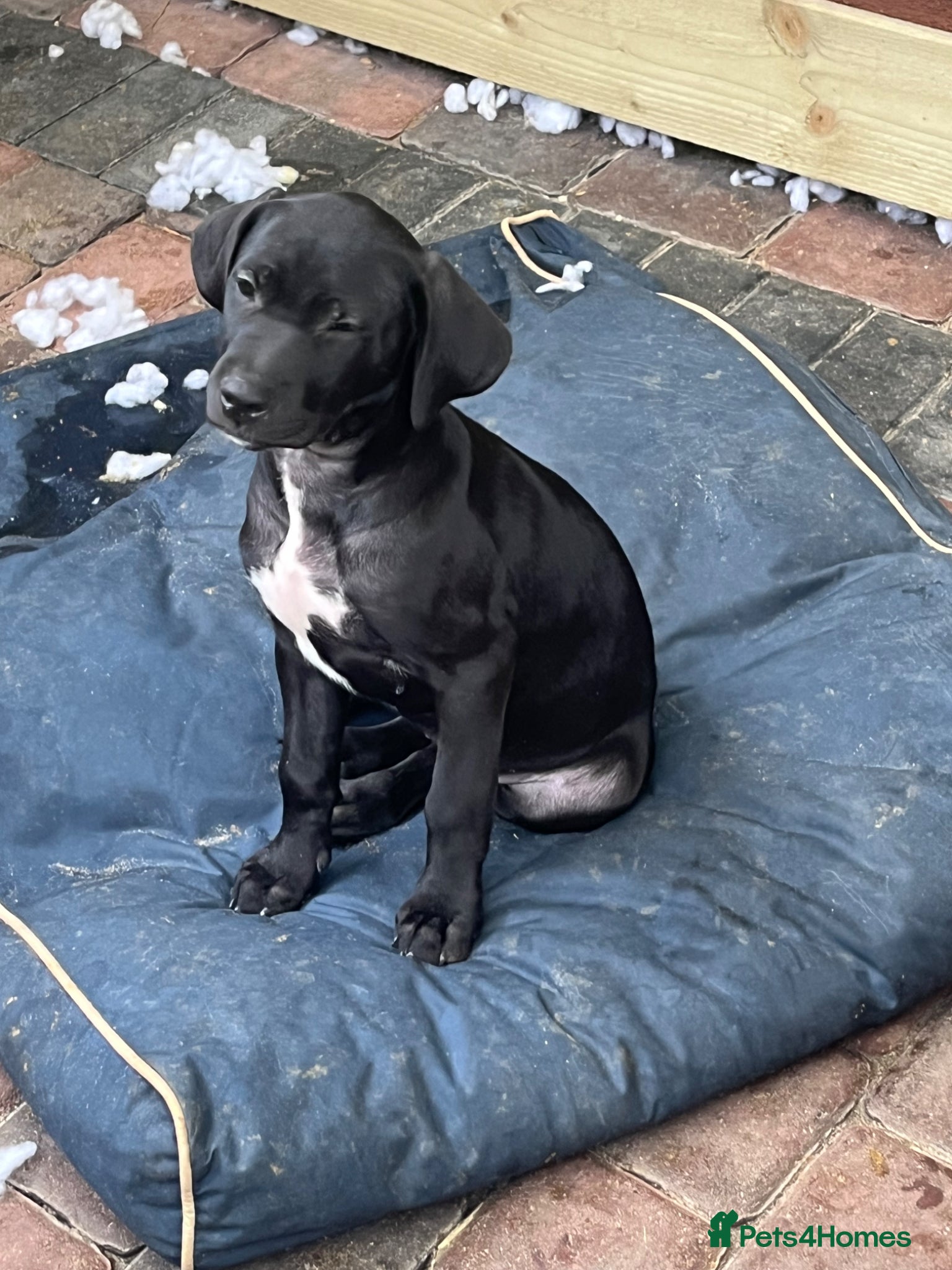 Cane Corso dogs for sale: Cane corso pups, 4 girls 2 boys, black and grey - Advert 8