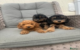 Cockapoo dogs for sale: F1 pra clear Cockapoos (council licensed breeder) - Image 12