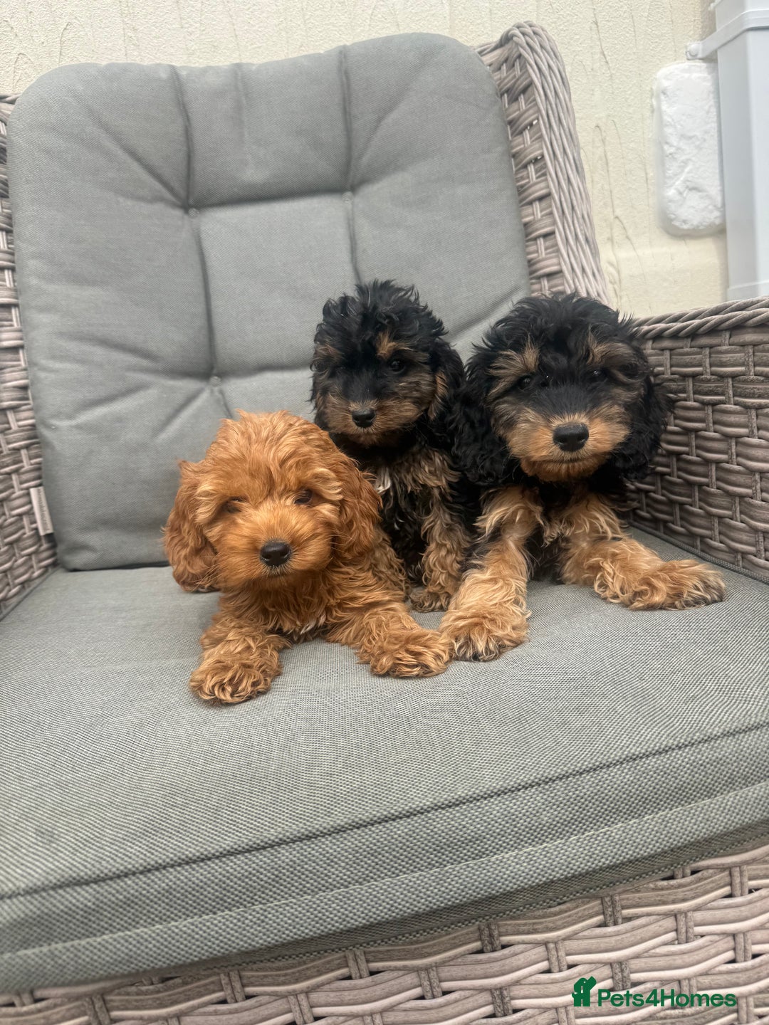 Cockapoo dogs for sale: F1 pra clear Cockapoos (council licensed breeder) - Image 12