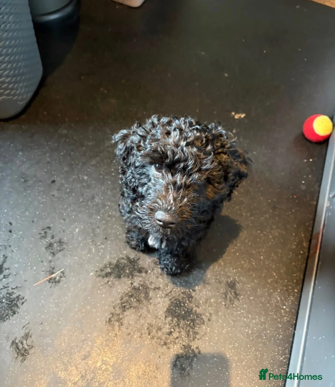 Cockapoo dogs for sale: Oakley the cockapoo in Exeter - Advert 2