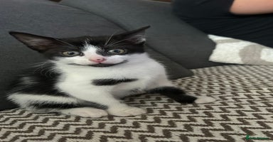 Mixed Breed cats - Advert 7