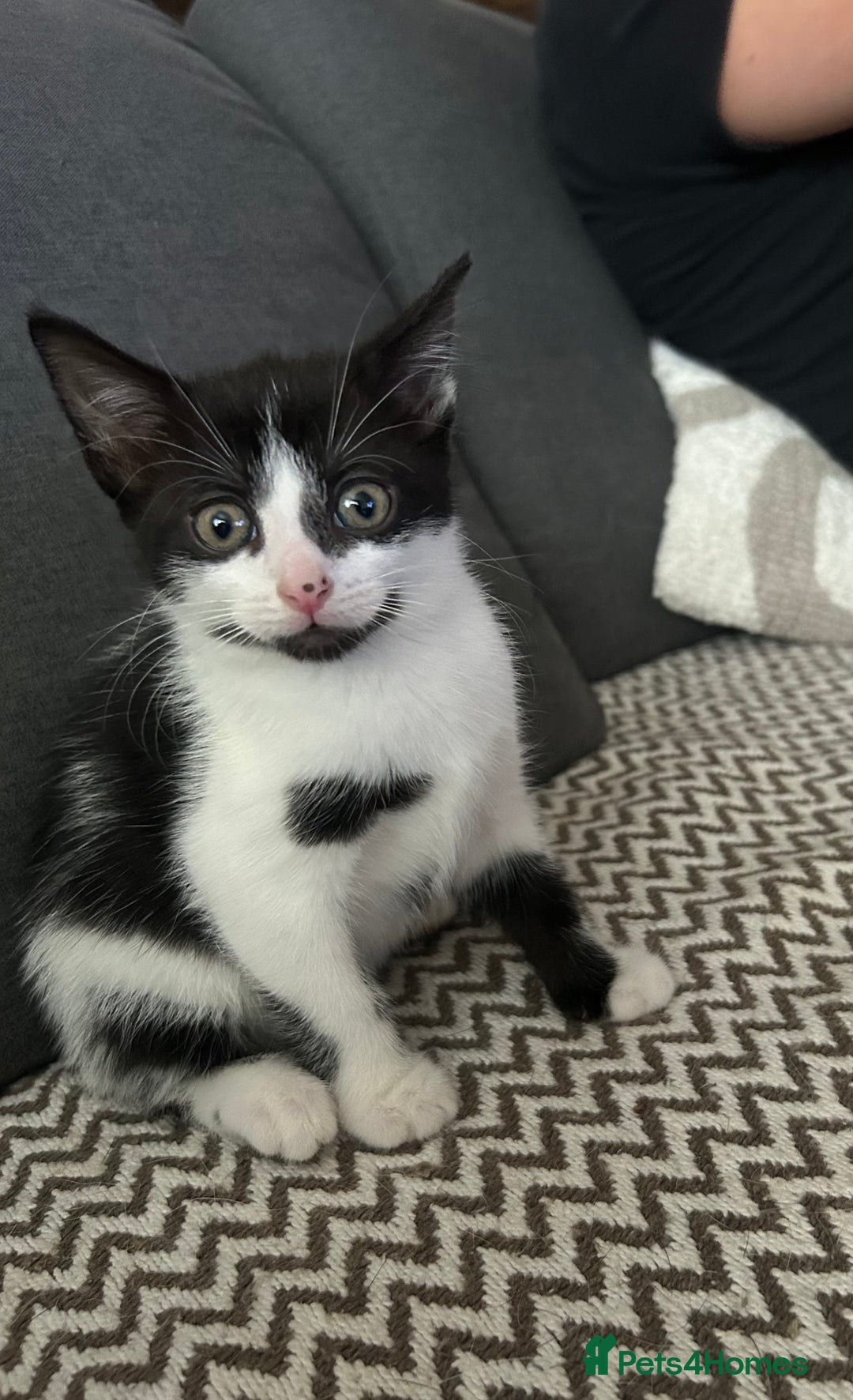 Mixed Breed cats for sale: One girl left 🐱🩷 ready to go😊 - Image 2