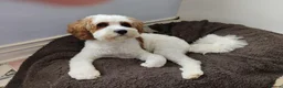 Cavapoo dogs for stud: Gorgeous rare white F1 Cavapoo - Advert 5