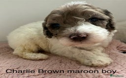 Labradoodle dogs for sale: Therapy breeder 5th gen miniature F1bbbb - Image 35