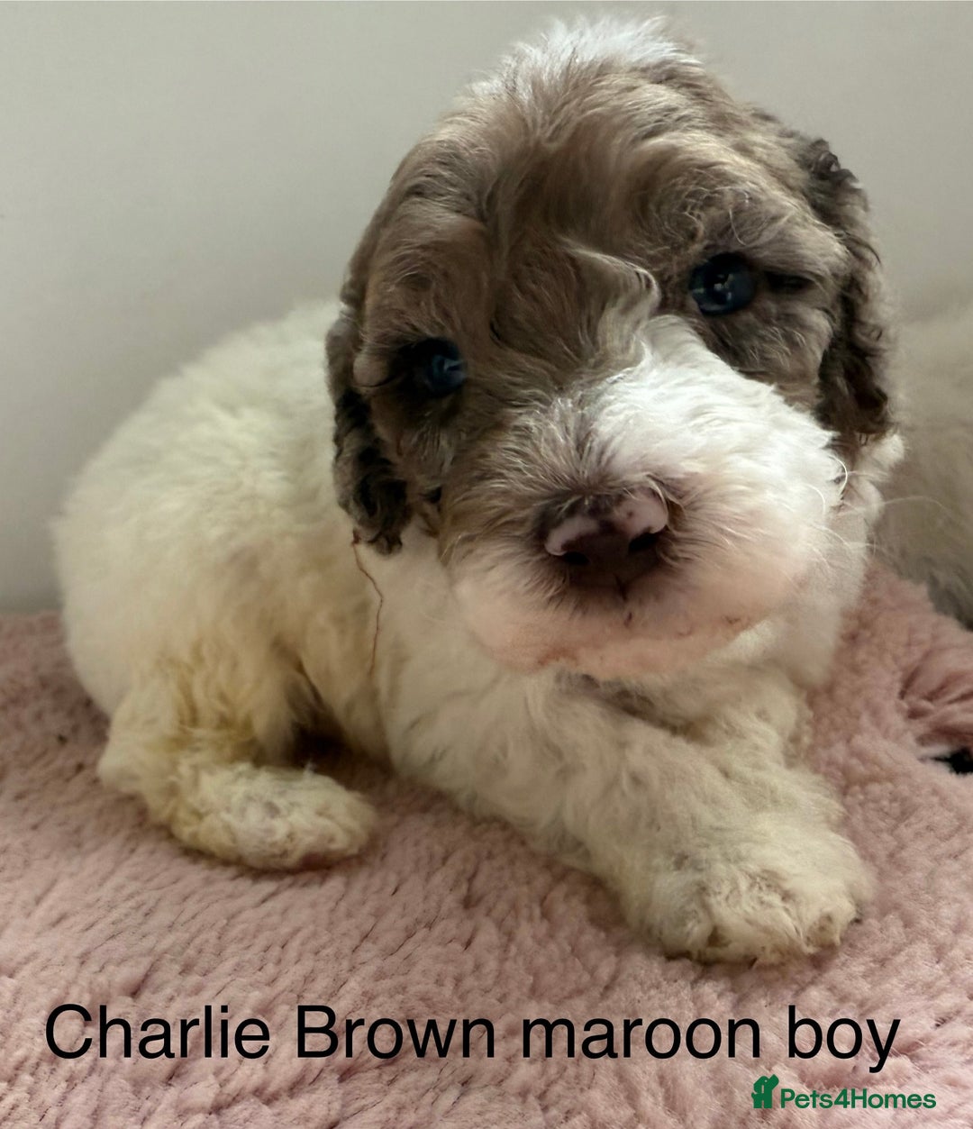 Labradoodle dogs for sale: Therapy breeder 5th gen miniature F1bbbb - Image 35