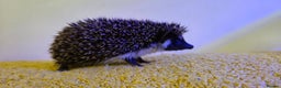 Pygmy Hedgehog rodents for sale: Males and a female pygmy hedgehogs - Advert 3