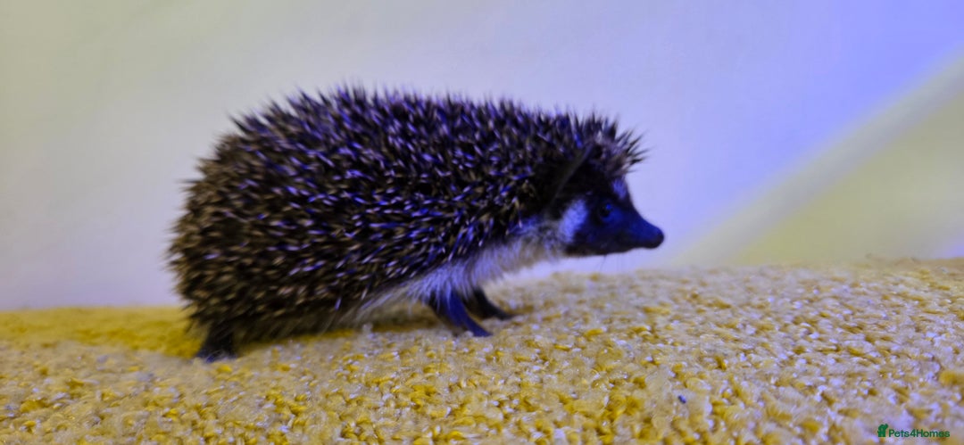 Pygmy Hedgehog rodents for sale: Males and a female pygmy hedgehogs - Image 3