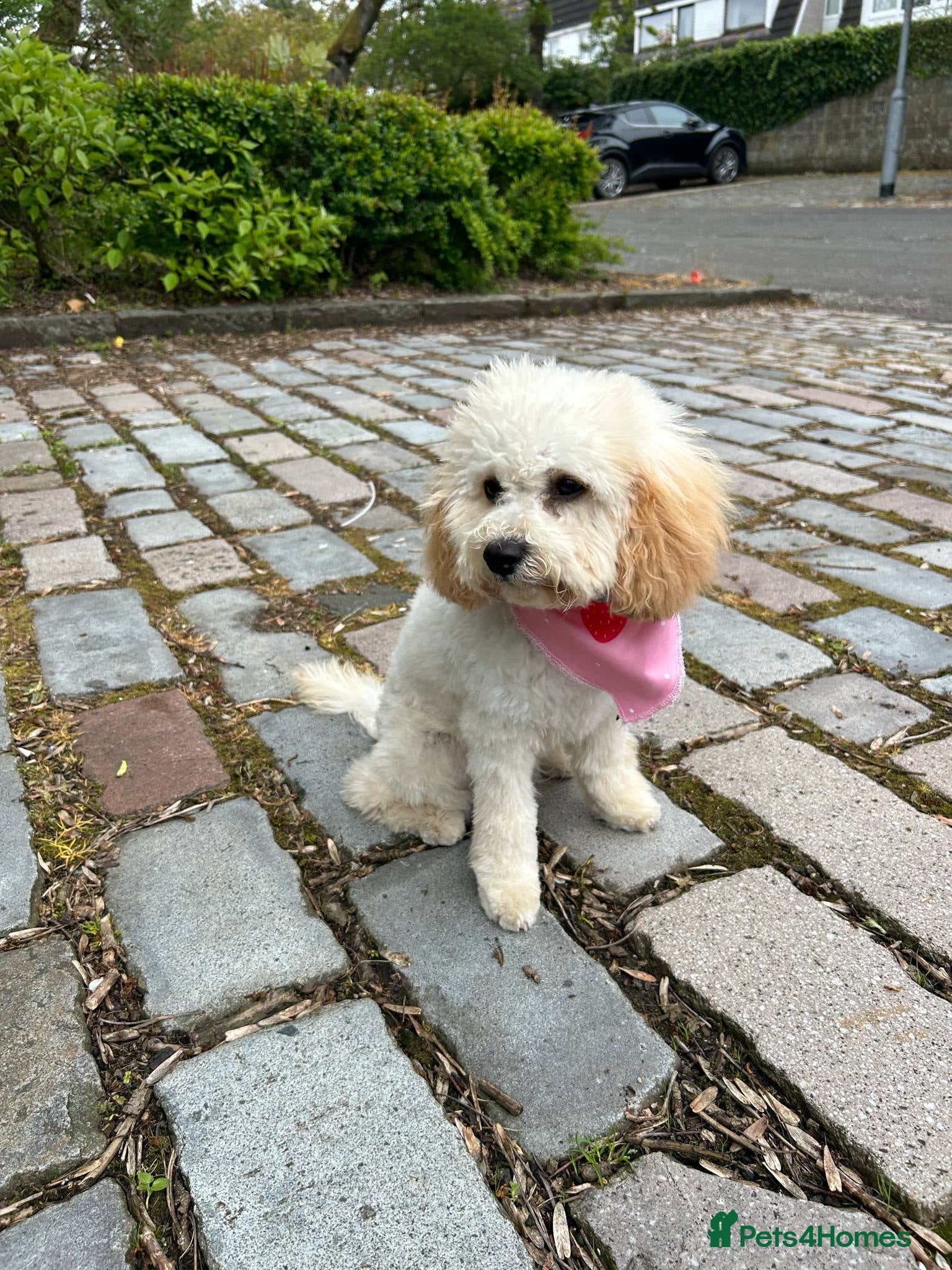 Cavapoo dogs Beautiful litter of cavapoo - Advert 1