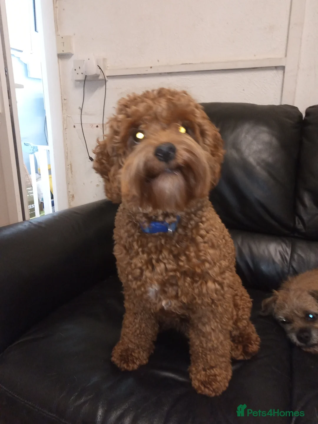 Cavapoo dogs for stud: NOW PROVEN Fully health tested cavapoo for stud in Ilkeston - Advert 3