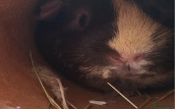 Guinea Pig rodents for sale: 2 seperated male guinea pigs - Image 10