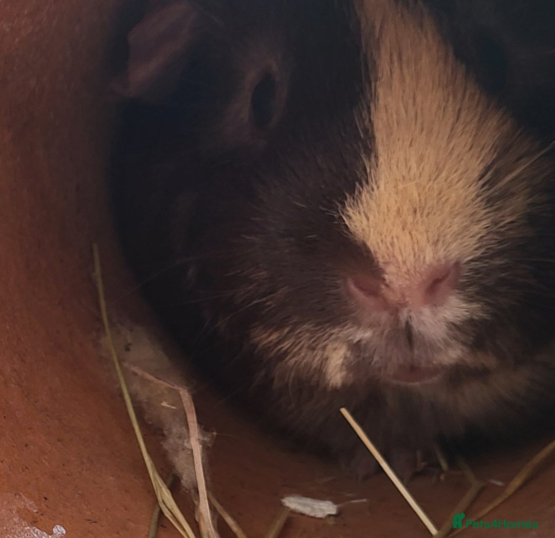 Guinea Pig rodents for sale: 2 seperated male guinea pigs - Image 10