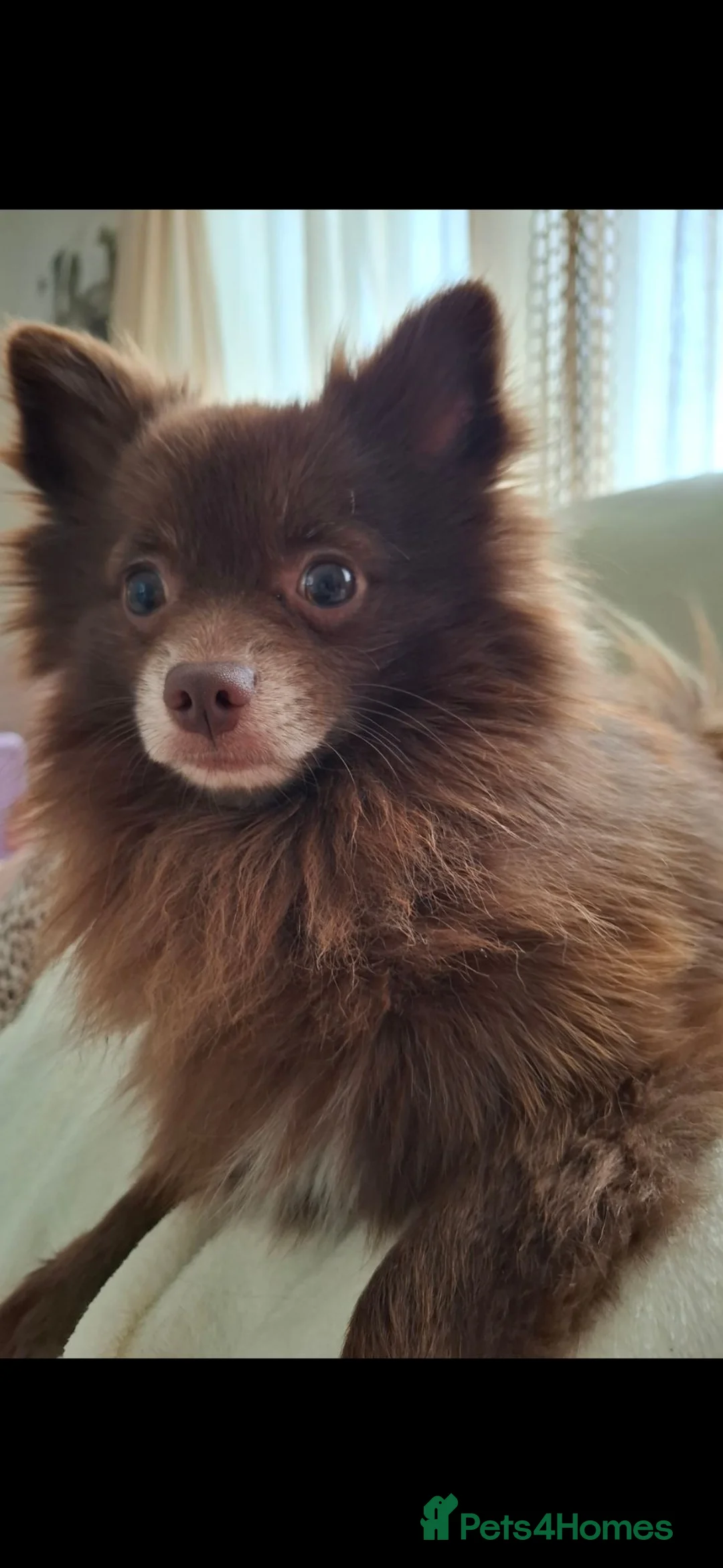 Pomeranian dogs for sale: Pomeranian  - Advert 6