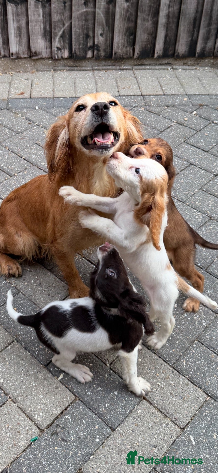 Cocker Spaniel dogs Cocker spaniel  - Advert 1