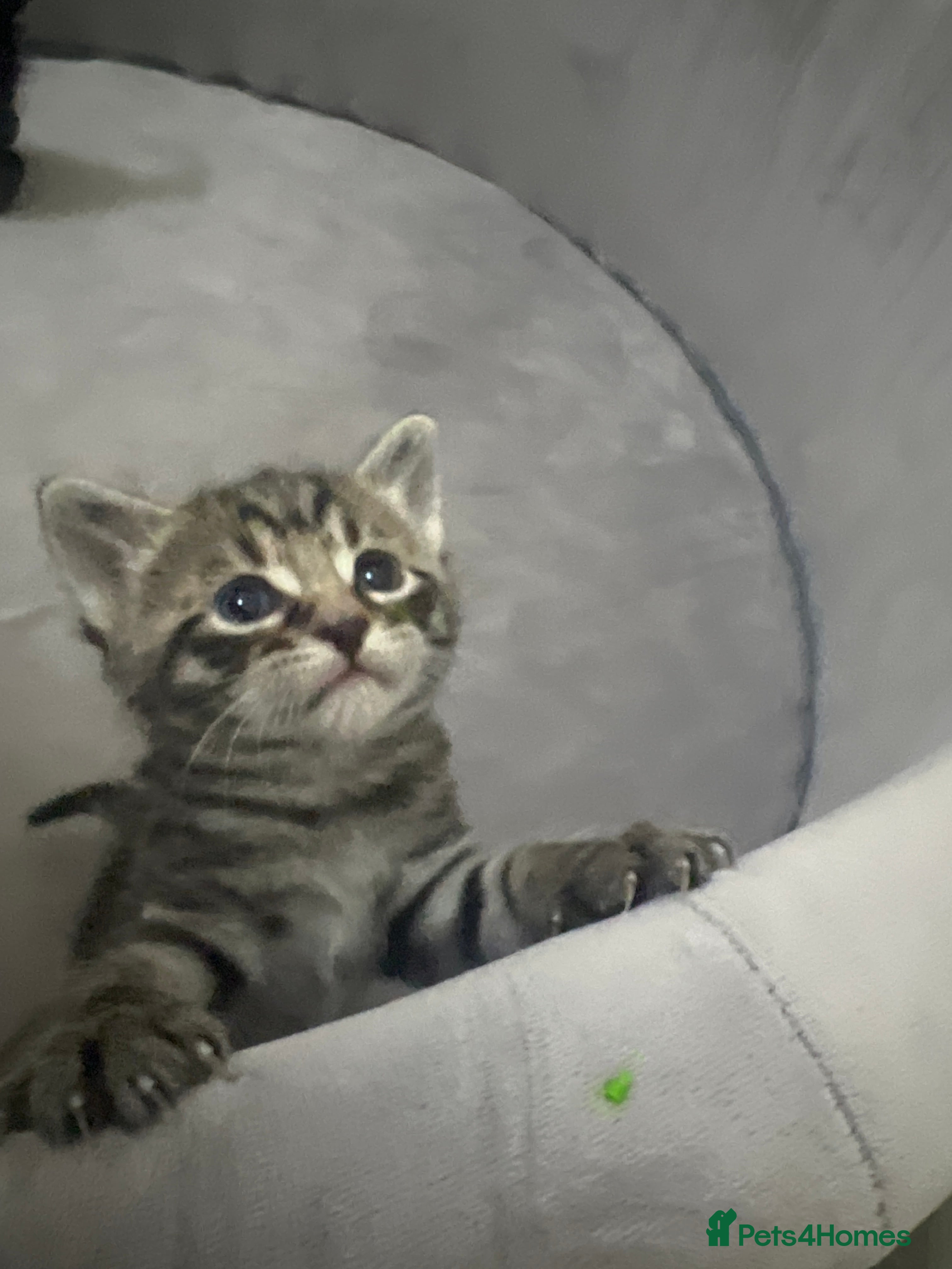 Mixed Breed Kitten 4