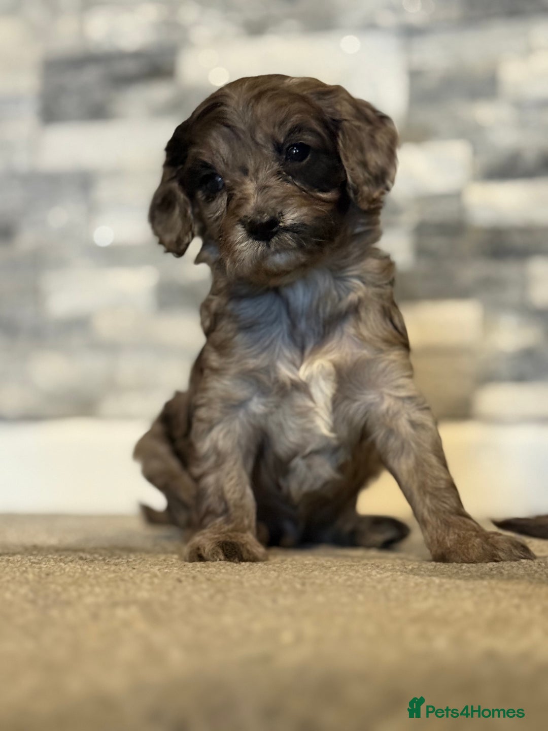 Cavapoo dogs for sale: Lavender  and rose gold merle cavapoos   - Advert 2