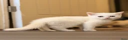 British Shorthair cats for sale: British shorthair adorable kittens ❤️ - Advert 16