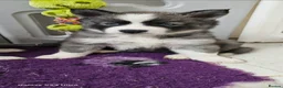 Siberian Husky dogs for sale: Ready to go ! Siberian Husky - Advert 19