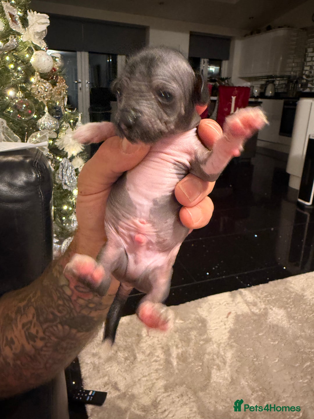 Mixed Breed dogs for sale: Beautiful hairless little boy chihuahua  - Advert 8