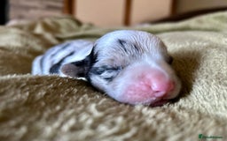 Welsh Corgi Cardigan dogs for sale: Show Quality KC Pedigree Corgi Cardigan Puppies  - Image 31