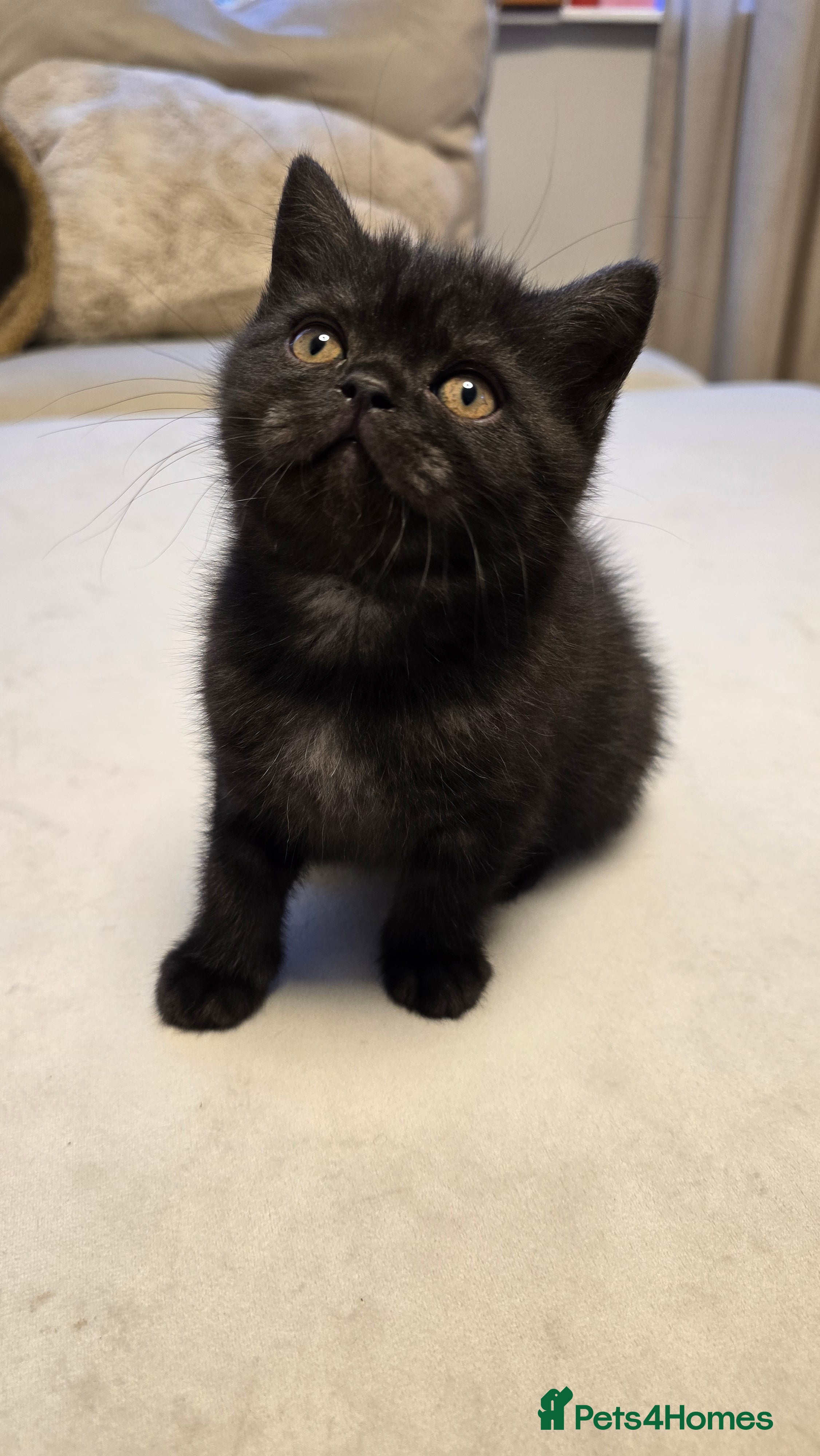 British Shorthair cats 💫RARE💫 BLACK SMOKE FEMALE last one remaining  - Advert 1