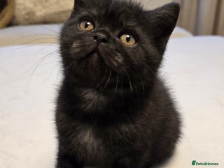 British Shorthair cats 💫RARE💫 BLACK SMOKE FEMALE last one remaining - Advert 1