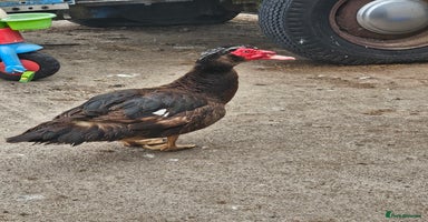 Ducks poultry - Advert 1