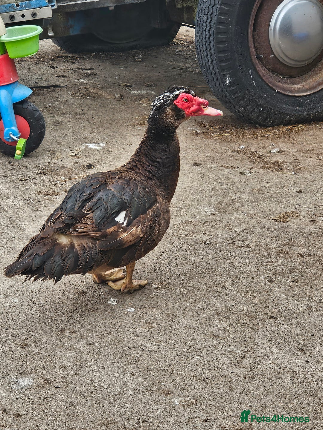 Ducks poultry for sale: Lovely muscovy drakes  - Image 2