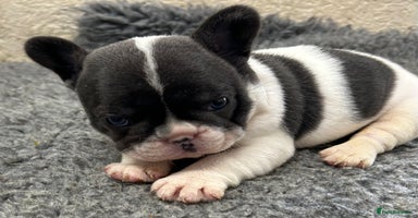 French Bulldog dogs - Advert 2