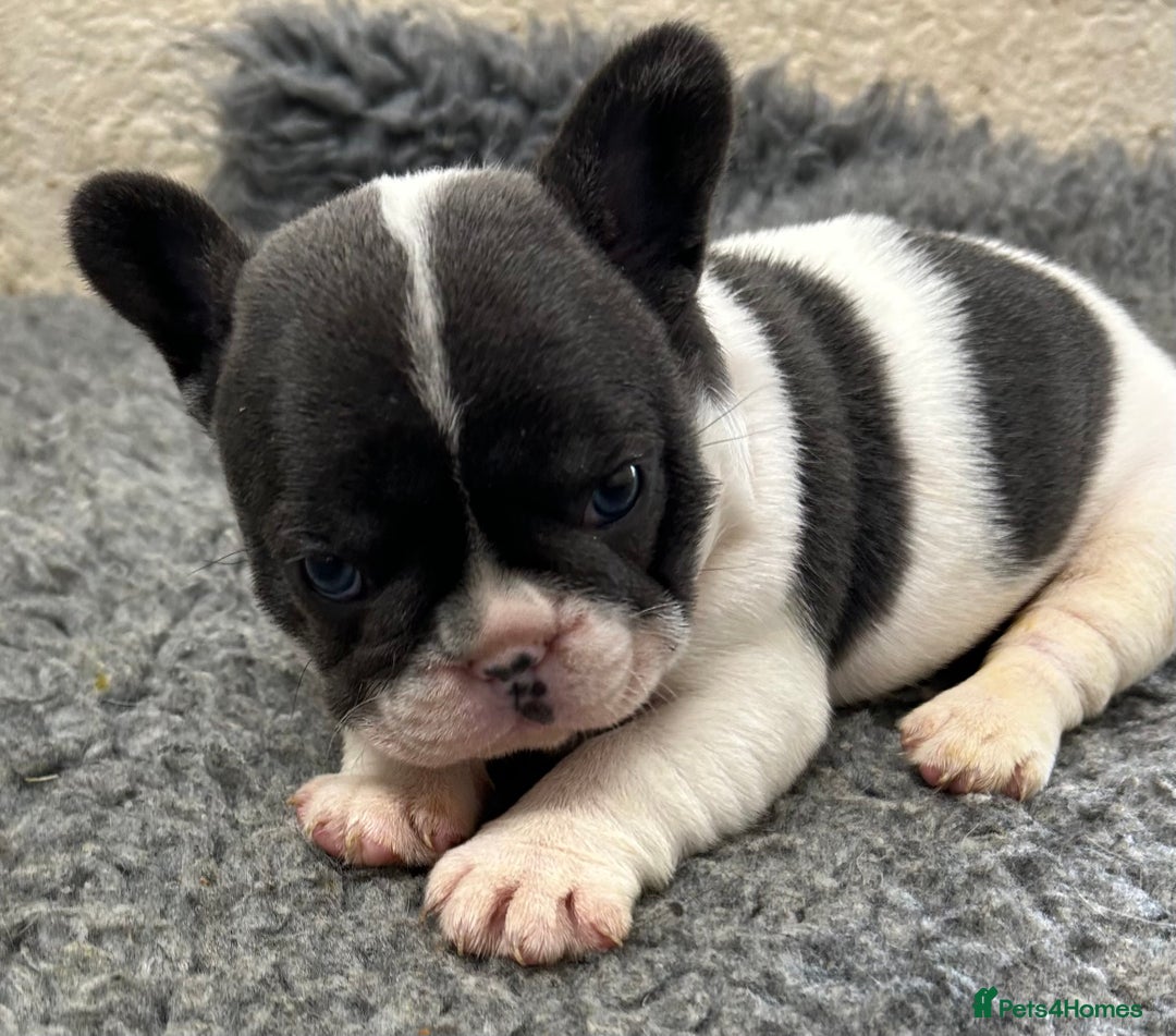 French Bulldog dogs for sale: KC registered French bulldog - Image 3