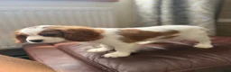 Cavalier King Charles Spaniel dogs for sale: Very active and super sweet boy is ready to go - Advert 23