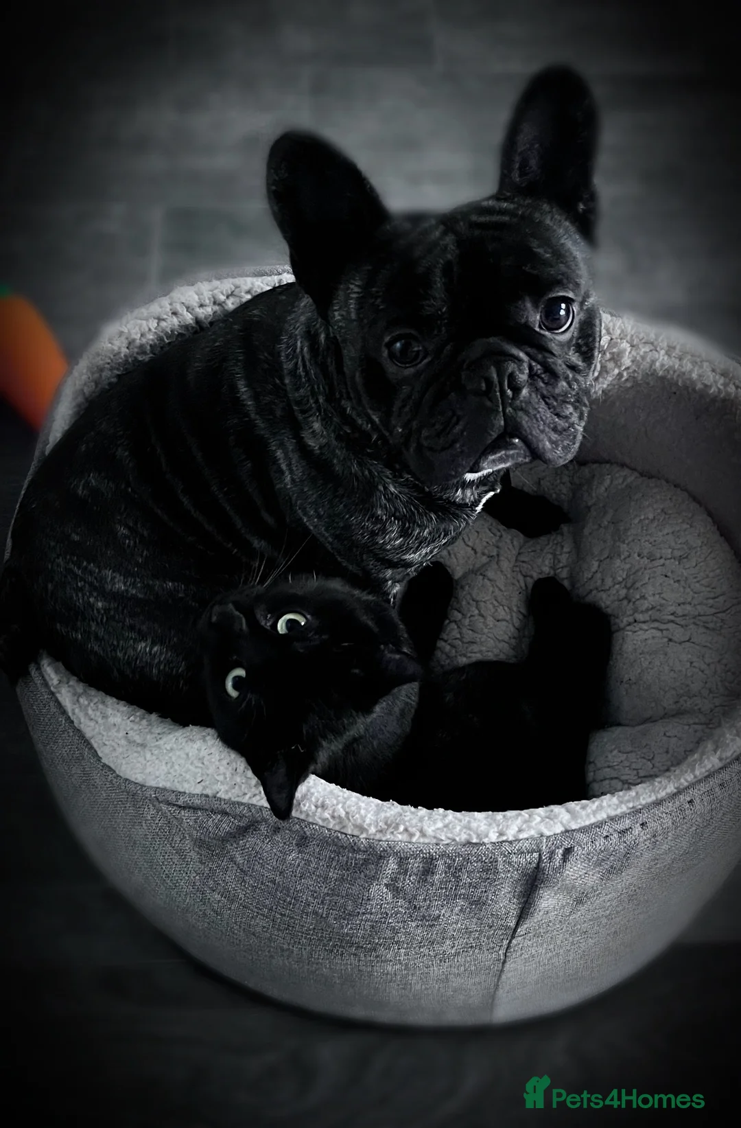 French Bulldog dogs for sale: 5 year old male French Bulldog - Advert 5
