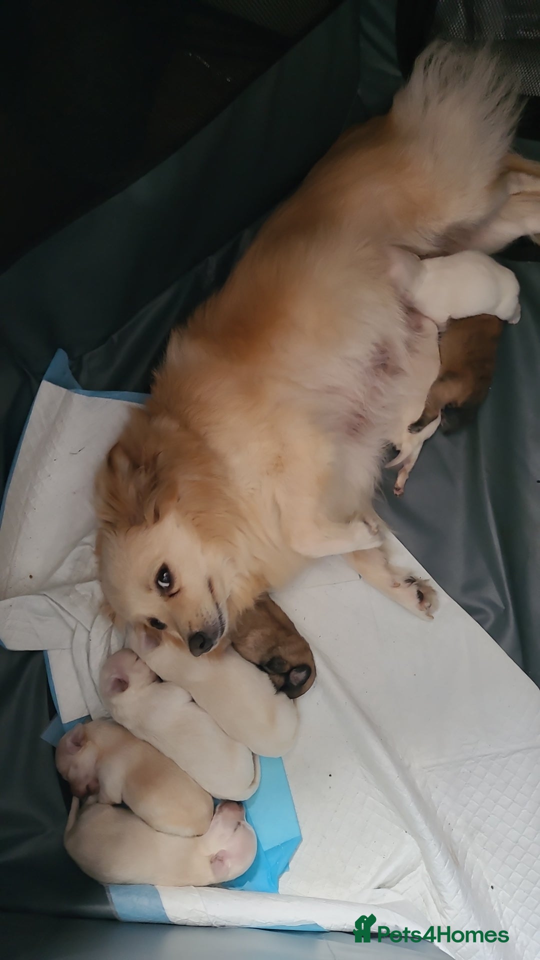 Pomchi dogs for sale: Pomchi puppys  - Image 6