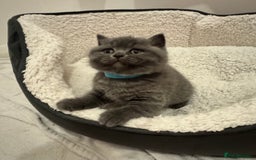 British Shorthair cats for sale: British Shorthair Blue 3 Girls GCCF registered  - Image 18