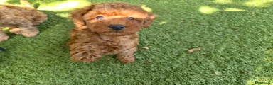 Toy Poodle 3