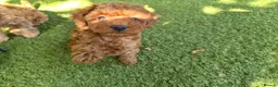 Toy Poodle dogs for sale: Red toy poodle puppies for sale - Advert 3