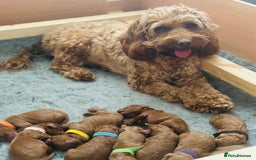 Cockapoo dogs for sale: Stunning F1b Red Cockapoos 🐾 - Image 5