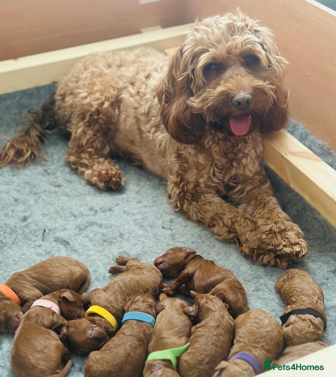 Cockapoo dogs for sale: Stunning F1b Red Cockapoos 🐾 - Image 5