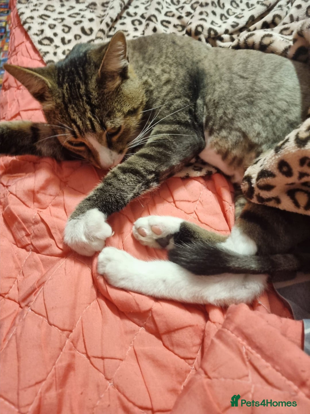 Mixed Breed cats for adoption: TOM -a friendly & proud boy- needs a Loving Home - Image 35