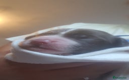 English Springer Spaniel dogs for sale:   English Springer Spaniel puppies  - Image 16