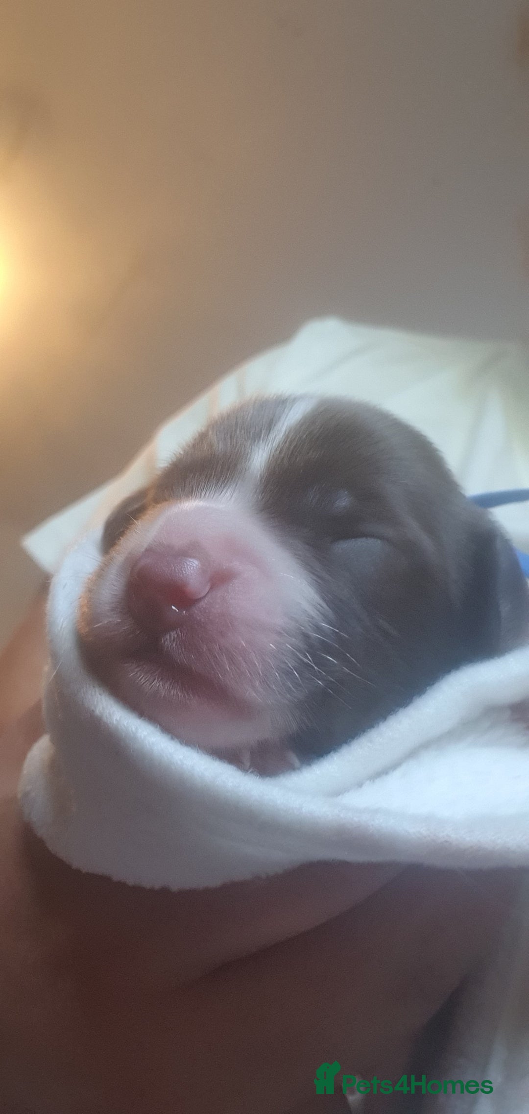 English Springer Spaniel dogs for sale:   English Springer Spaniel puppies  - Image 16