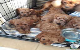 Cavapoo dogs for sale: Red cavapoo babies, both parent DNA tested - Image 23