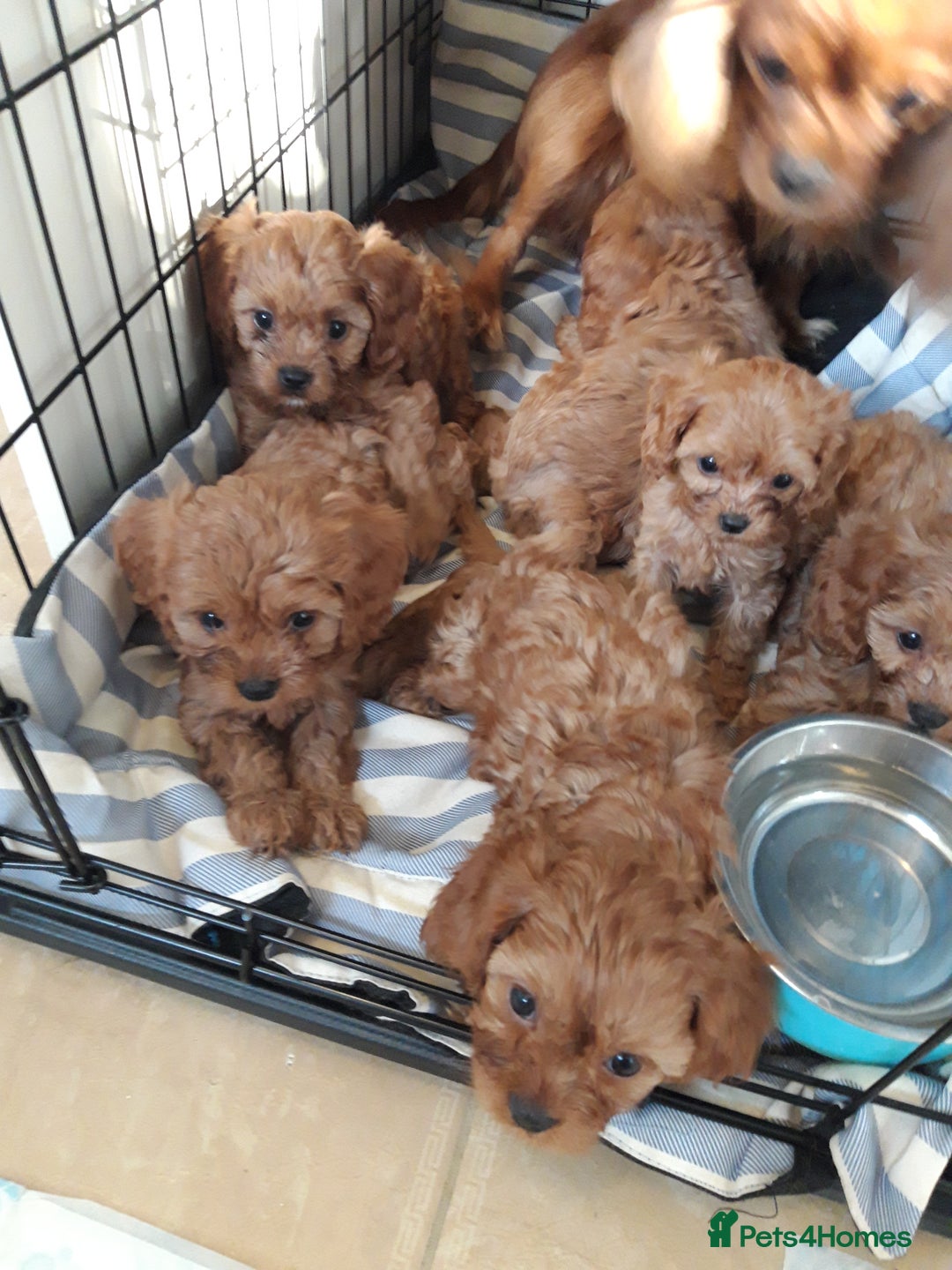 Cavapoo dogs for sale: Red cavapoo babies, both parent DNA tested - Image 23